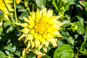 Gelbe Dahlie