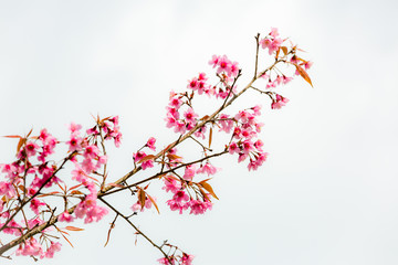 Wild Himalayan Cherry ( Prunus cerasoides ) ( Sakura in Thailand