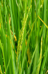 Naklejka premium Rice Field 