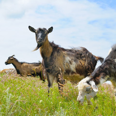 domestic goats grazing on pasture