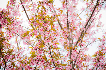 Obraz na płótnie Canvas Wild Himalayan Cherry ( Prunus cerasoides ) ( Sakura in Thailand