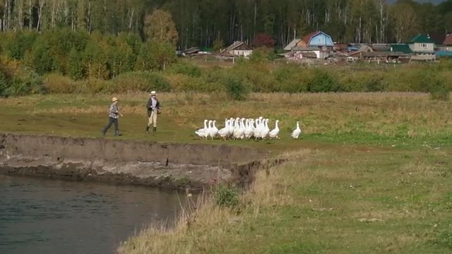 Two little country boys looks similar to Tom Sawyer and Huckleberry Finn running along pond edge behind the gaggle of geese