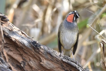 Siberian Rubythroat