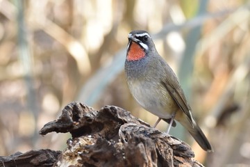 Fototapeta premium Siberian Rubythroat