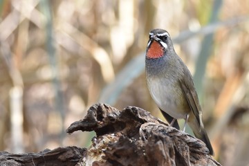 Siberian Rubythroat