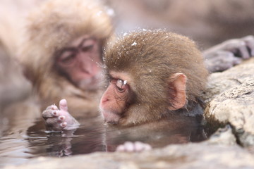 SNOW MONKEY(地獄谷野猿公苑)
