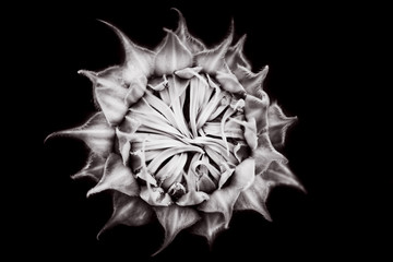 black&white image Sunflower no bloom