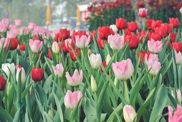 Vintage Tulip