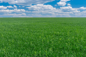 Obraz premium Spring landscape with green crops field in central Ukraine