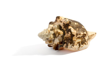 Single mottled sea shell over white
