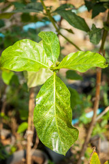  green guava leaves and branch on the tree