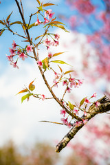 Wild Himalayan Cherry ( Prunus cerasoides ) ( Sakura in Thailand