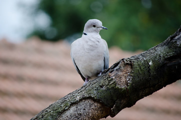 Obraz premium pigeon