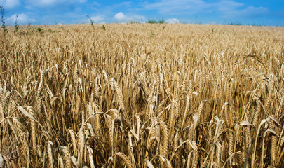 grain field