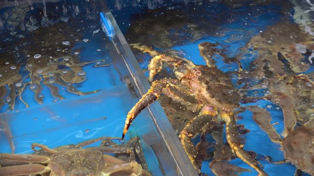 Alive King Crabs in a tank at the Jagalchi Fish Market. Busan, South Korea