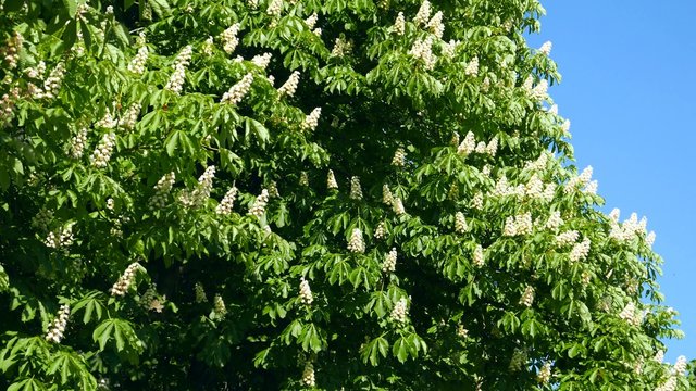 blooming chestnuts outdoor, sequence of clips. 
Nice sunny weather