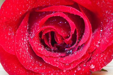 fresh red rose close-up of beautiful