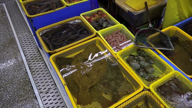 Live seafood at the Jagalchi Fish Market. Busan, 