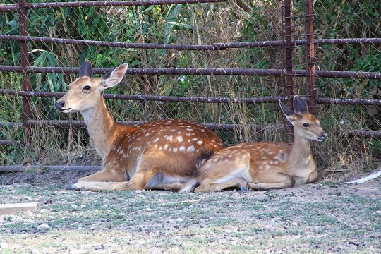Young Red Deer resting