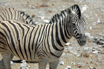 Fototapeta na wymiar Bergzebra (Equus zebra). Namibia