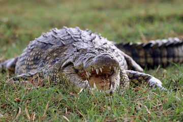 Krokodil am Chobe River. Botswana