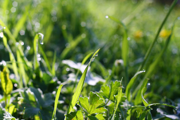 drops of dew on grass