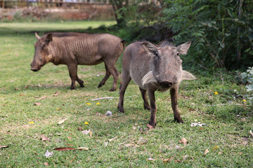 Warzenschweine in Zimbabwe