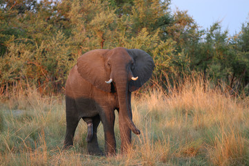 Fototapeta na wymiar Elefant in Namibia