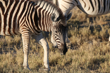 Obraz na płótnie Canvas Bergzebra (Equus zebra) im Etosha Nationalpark. Namibia