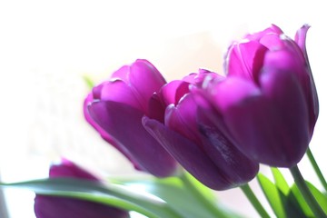Purple Tulip stems