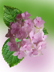 Pink flower. Hydrangea 