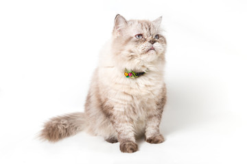 Persian Cat. white background