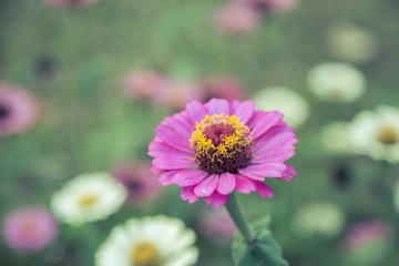 Fototapeta premium grass flower see light.