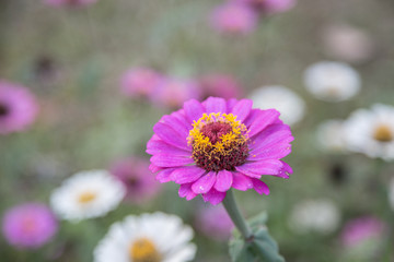 Obraz premium grass flower see light.