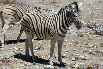 Fototapeta na wymiar Bergzebra (Equus zebra) im Etosha Nationalpark. Namibia