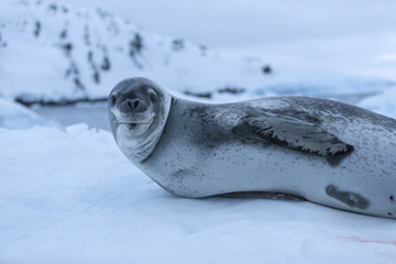 Leopard seal, Antarctica.