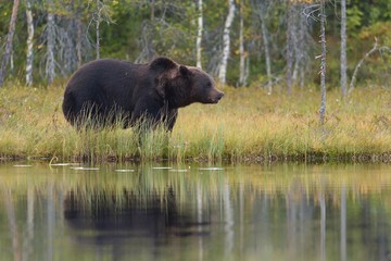 Fototapeta na wymiar brown bear near water
