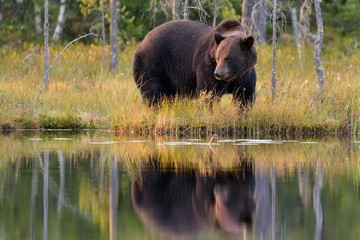 brown bear with reflection