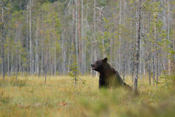 brown bear resting in forest