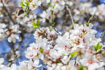 Flores de almendro