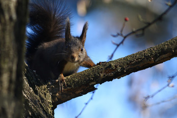 Squirrel on a tree branch against blue skies