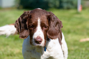 English springer spaniel dog portrait