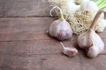 Plant of garlic