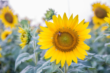 Fototapeta premium sunflower is face.