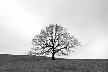Lonely Tree on Meadow in Black and White