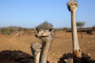 Foto op Plexiglas Struisvogel Straußenfarm bei Oudtshoorn. Südafrika 