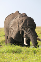 Elefant im Chobe Nationalpark. Botswana
