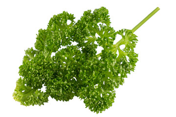 Isolated  organic parsley  - 102294175