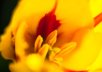 Closeup of the blooming yellow tulip flower