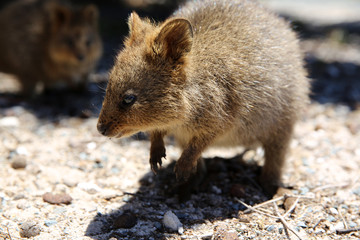 Quokka (Setonix brachyurus) auf Rottnest Island. Westaustralien